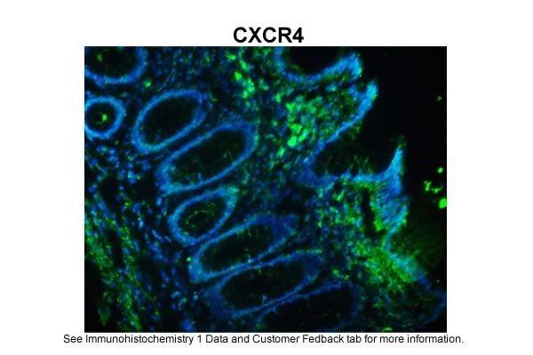 CXCR4 antibody