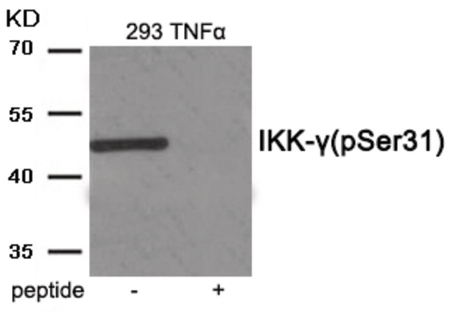 IKK- gamma (phospho Ser31) Antibody