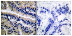 Caspase 9 (Cleaved-Asp353) antibody