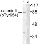 Catenin-beta (Phospho-Tyr654) antibody
