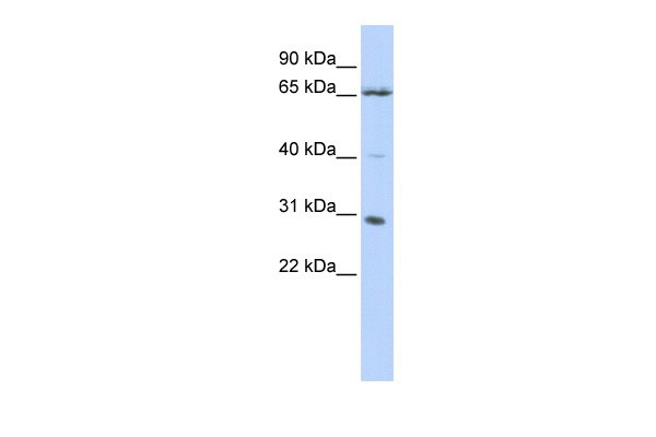 GRHL1 antibody - N-terminal region