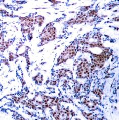 c Jun (phospho Ser73) Antibody
