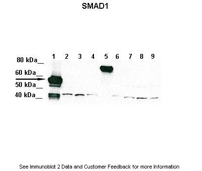 SMAD1 antibody - middle region