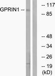 GPRIN1 antibody