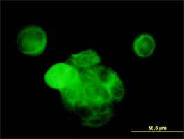 MAPK13 Antibody (monoclonal) (M02)