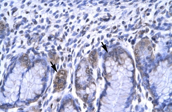 RBPSUH antibody - C-terminal region