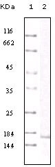 MCP-1 Antibody