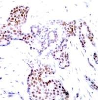 Elk1 (phospho Ser389) Antibody