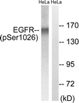 EGFR (Phospho-Ser1026) antibody
