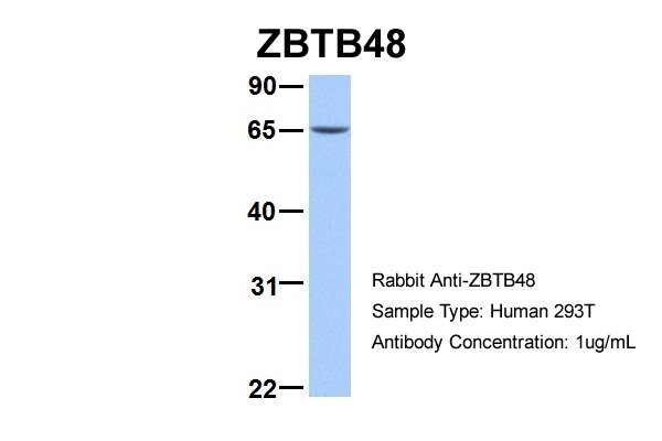 ZBTB48 antibody