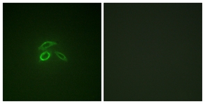 CD227/MUC1 (Phospho-Tyr1229) antibody