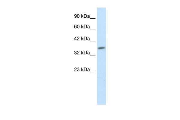 HEYL antibody - N-terminal region