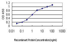 NGB Antibody (monoclonal) (M01)