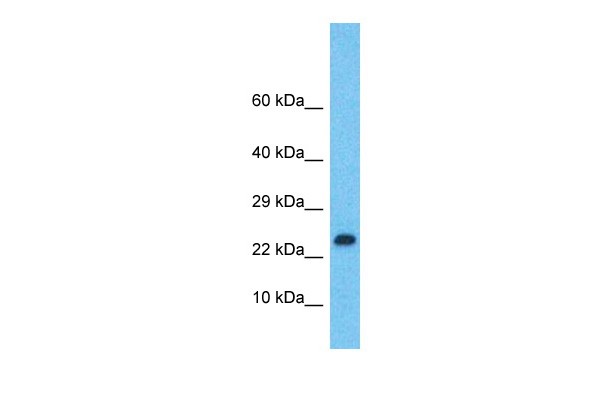 LMO2 Antibody - N-terminal region
