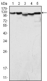 LSD1/AOF2 Antibody