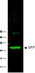 GFP antibody