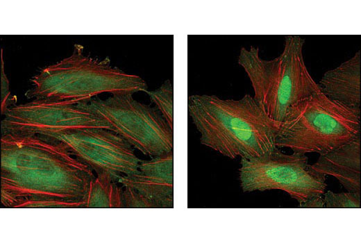 Anti-rat IgG (H+L), (Alexa Fluor ® 488 Conjugate)