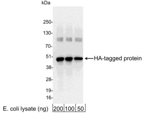HA tag antibody