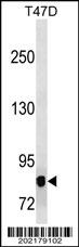 MAP3K12 Antibody