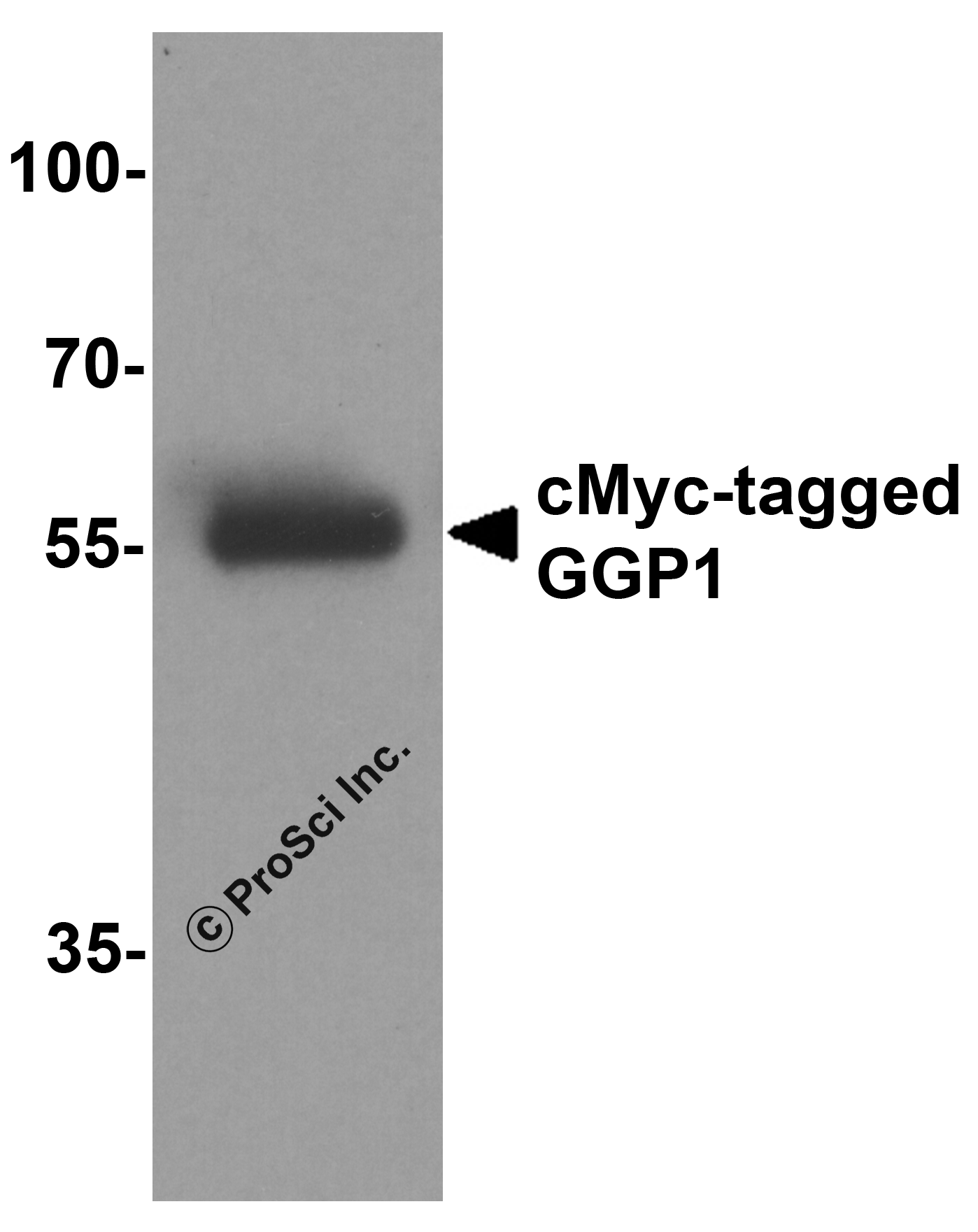 cMyc-tag Antibody