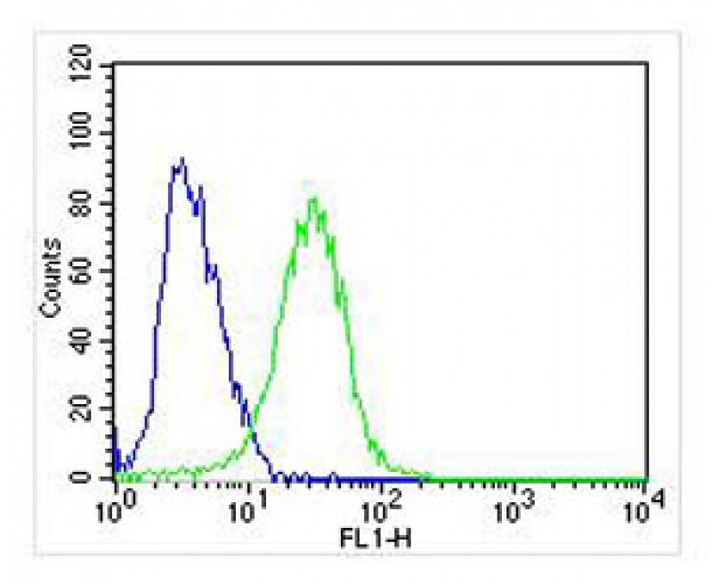 TrkA-pY791 Antibody