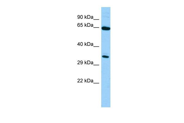 Hlf Antibody