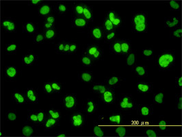 NFIC Antibody (monoclonal) (M01)