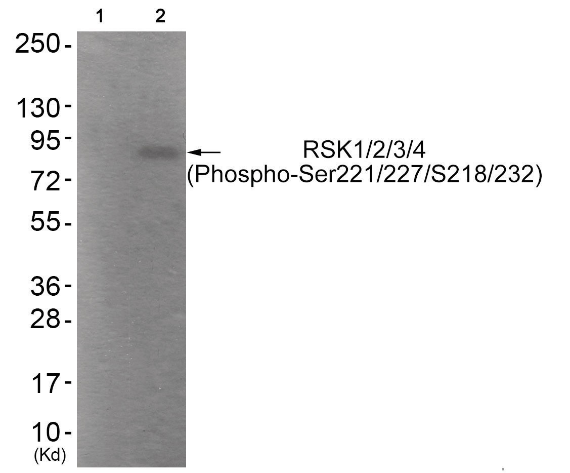 RSK1/2/3/4 (phospho Ser221/227/S218/232) Antibody