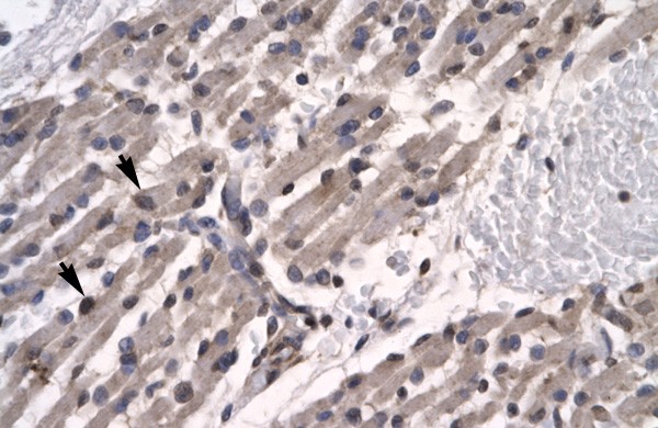 TFCP2L1 antibody