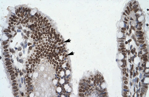POU6F1 antibody - middle region