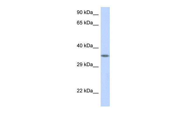 CRK antibody - C-terminal region