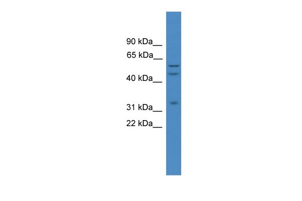 Elk1 antibody