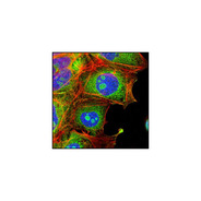 Anti-rabbit IgG (H+L), F(ab') 2 Fragment (Alexa Fluor ® 488 Conjugate)