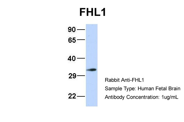 FHL1 antibody - N-terminal region