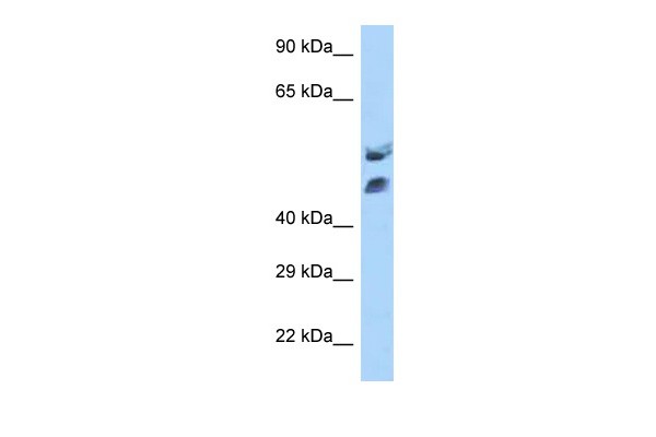 HOXA13 antibody - middle region