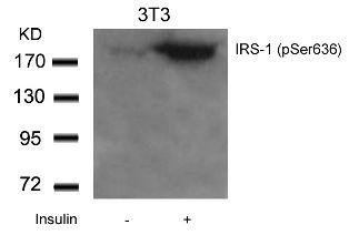 IRS 1 (phospho Ser636) Antibody