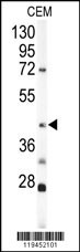 KRT19 Antibody