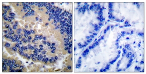 Caspase 3 (Cleaved-Asp175) antibody
