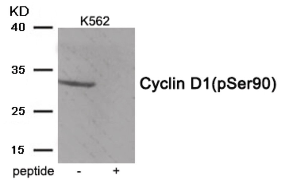 Cyclin D1 (phospho Ser90) Antibody