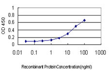 MSRB2 Antibody (monoclonal) (M01)