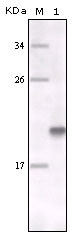 MER Antibody