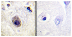 Connexin 43 (Phospho-Ser261) antibody