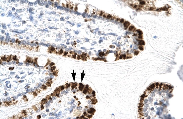 E2F4 antibody - C-terminal region