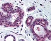CDK2 Antibody