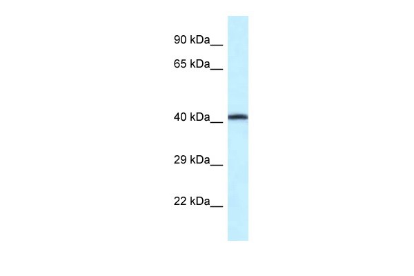 P2rx2 antibody - middle region