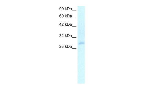 HOXC4 antibody - N-terminal region