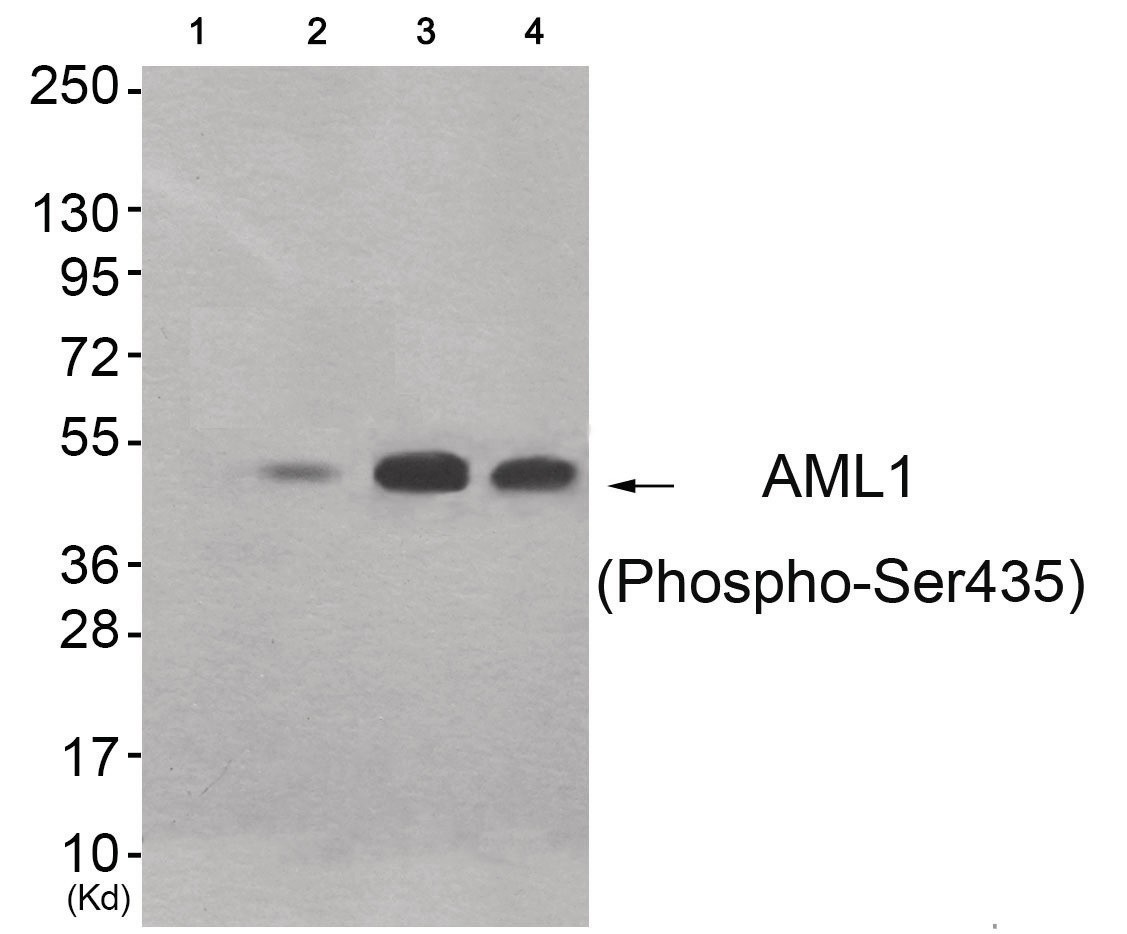 AML1 (phospho Ser435) Antibody