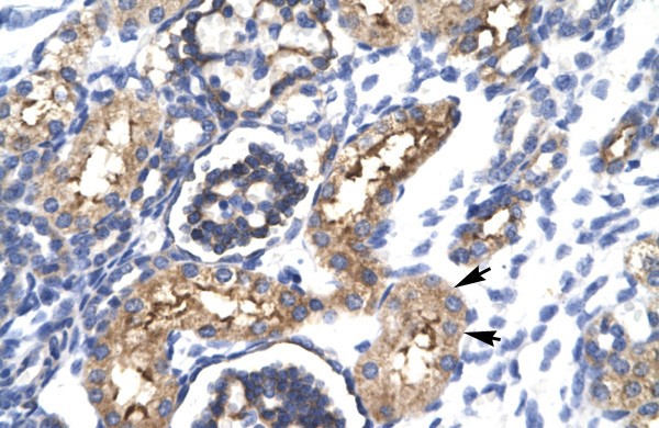 EHF antibody - N-terminal region