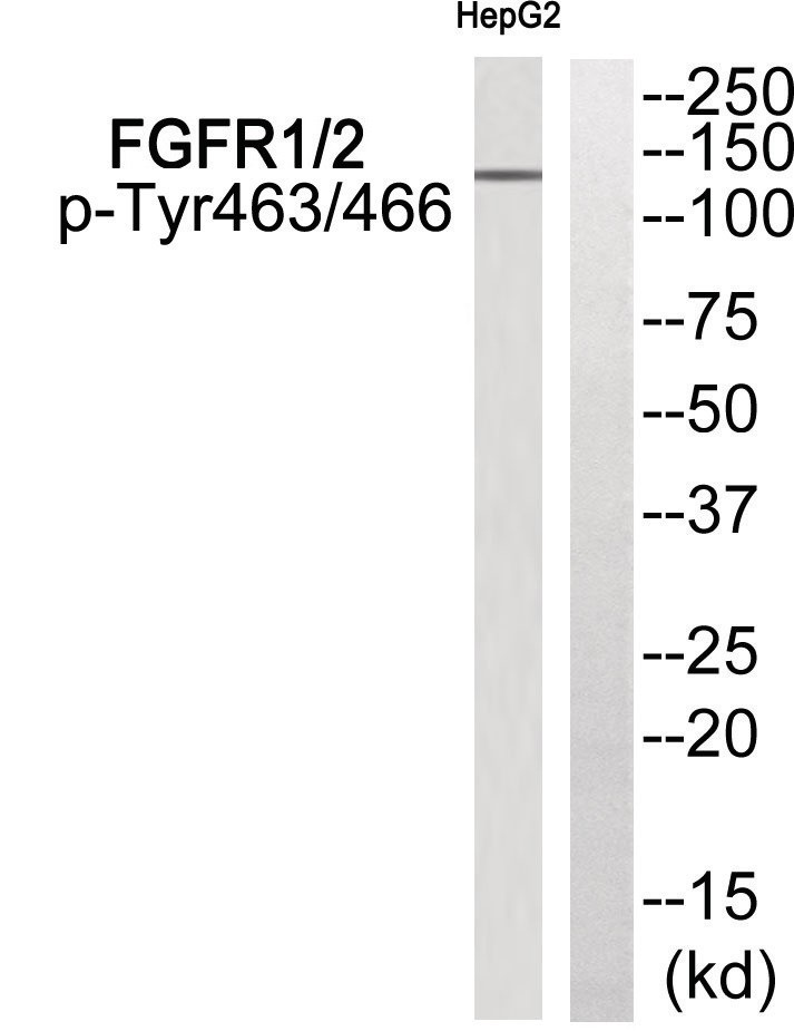 FGFR1/2 (phospho Tyr463/466) Antibody