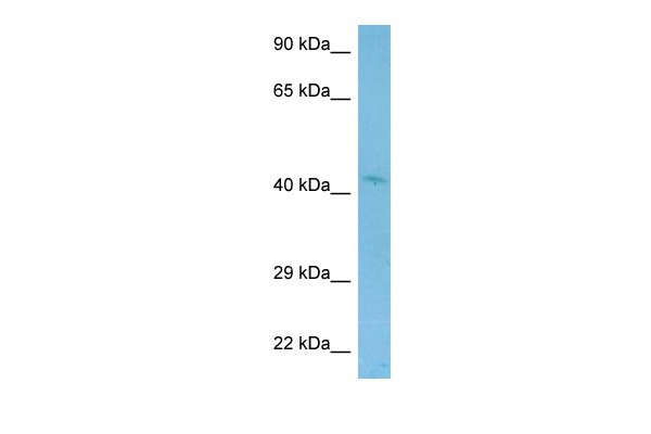 Wnt2 antibody - C-terminal region